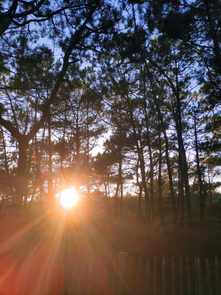 Die Sonne scheint durch den Pinienwald in Frankreich