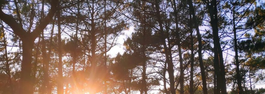 Die Sonne scheint durch den Pinienwald in Frankreich