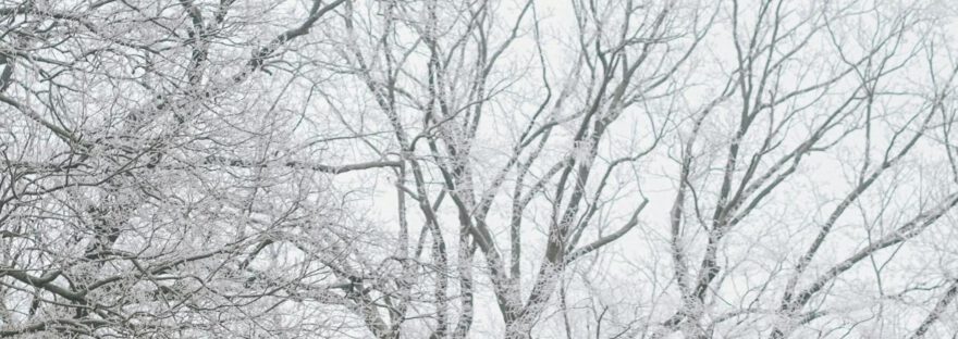 Winter Änste mit Schnee bedeckt